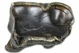 Fossil Woolly Rhino (Coelodonta) Tooth - Siberia #370969-2